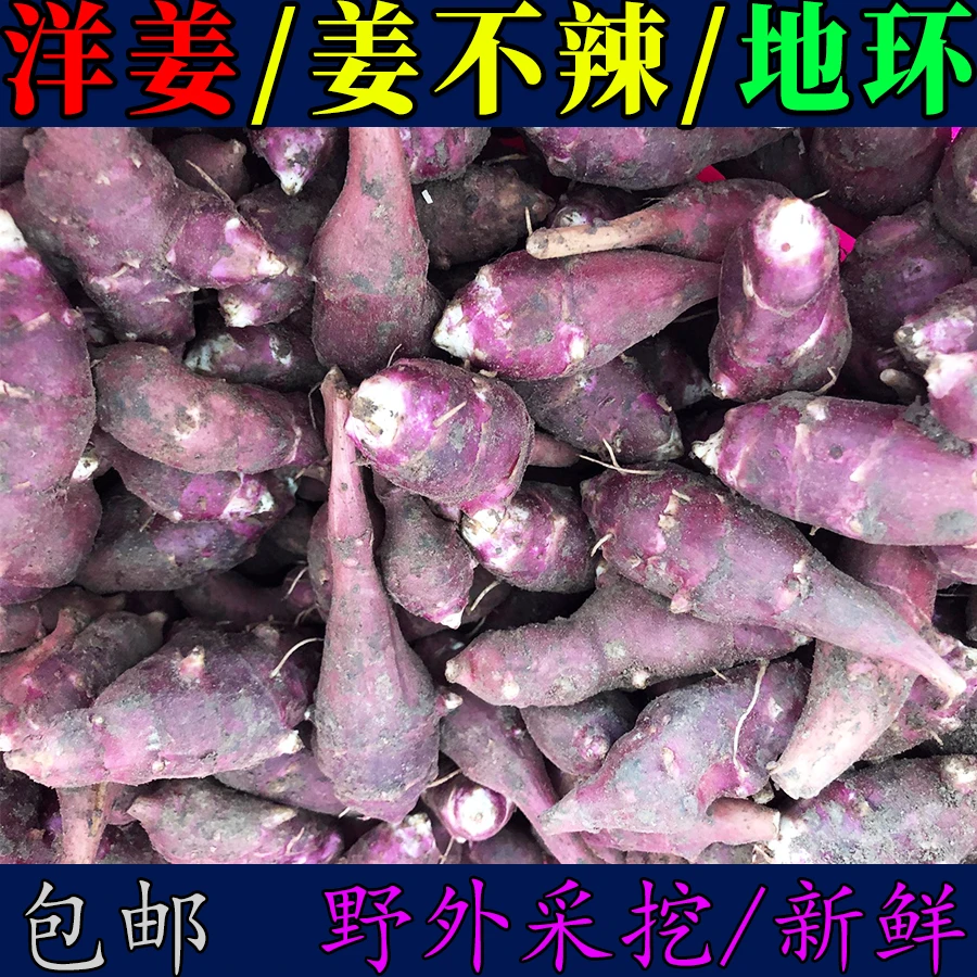 东北野生洋姜新鲜紫红皮姜不辣现挖地环菊芋腌制咸菜凉拌3斤5斤
