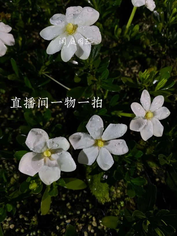 直播间一物一拍 法莲 皓月 玉荷 米雀 达摩 秋蝉 车轮等多个品种