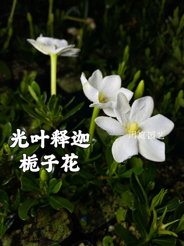 光叶释迦栀子花 单瓣结果多季开花小叶品种花量大 香味花卉盆栽