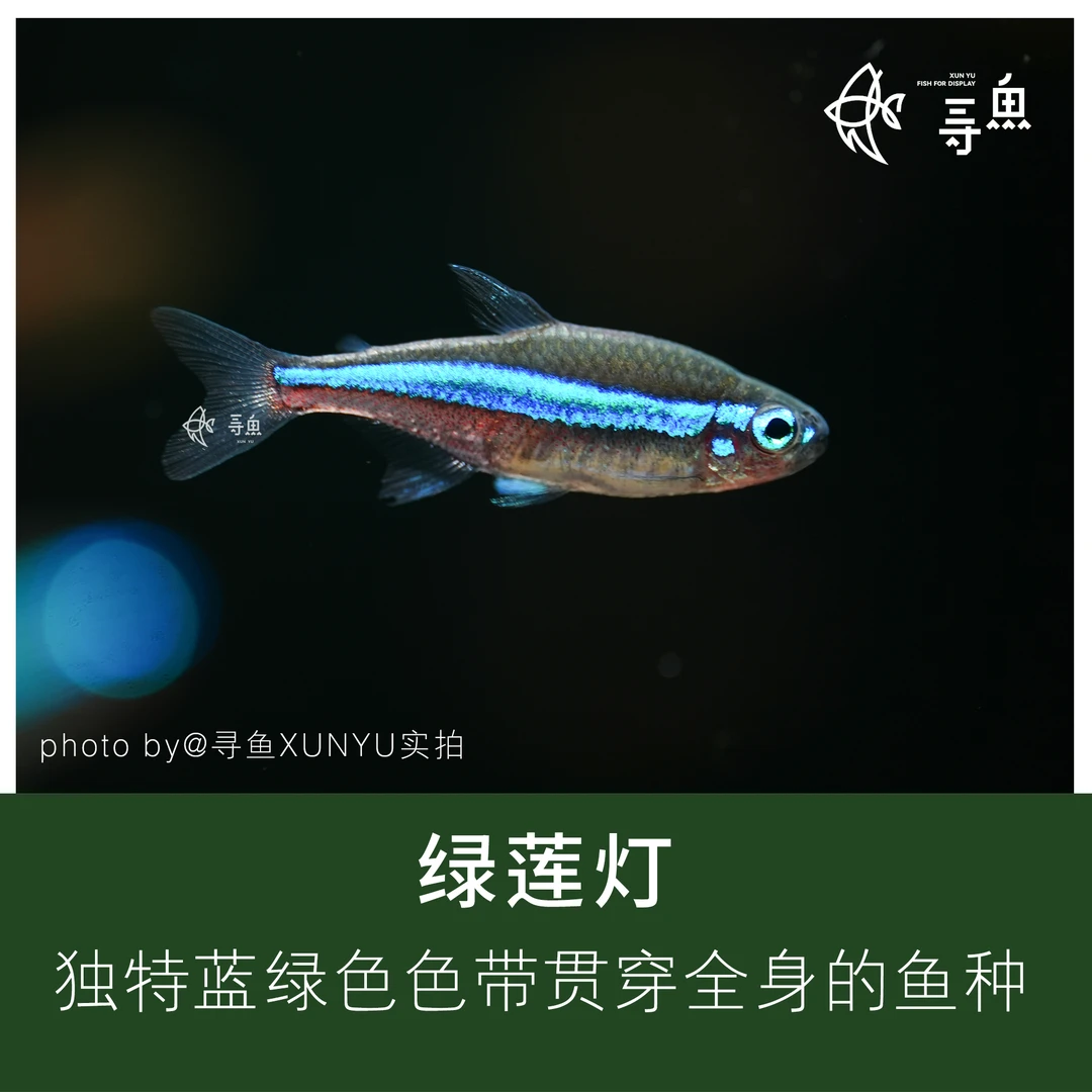 绿莲灯霓虹脂鲤小型鱼热带观赏鱼已检疫定水淡水草缸灯科鱼活体鱼