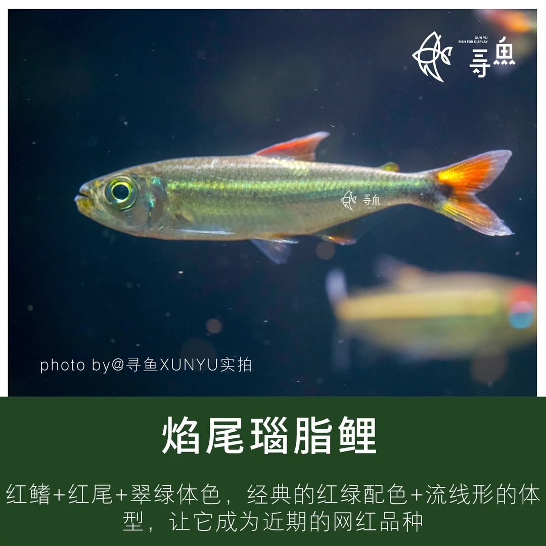 【寻鱼XUNYU】焰尾瑙脂鲤鱼灯鱼热带观赏鱼草缸南美活体淡水宠物鱼