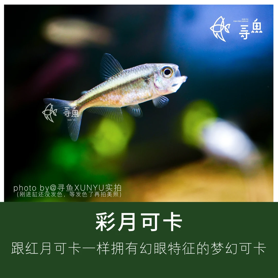 彩月可卡灯鱼集邮灯鱼热带观赏鱼草缸南美缸活体淡水小型鱼