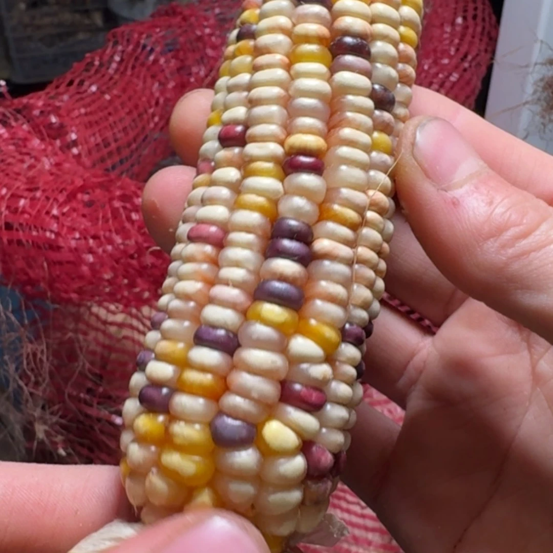 【闪购商品】?***?