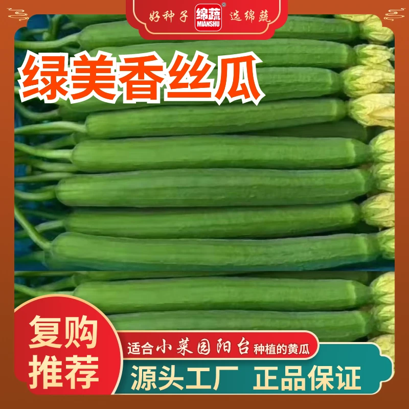 绵蔬【长绿丝瓜】种子长30厘米生长快好种植产量高夏季秋播适应广