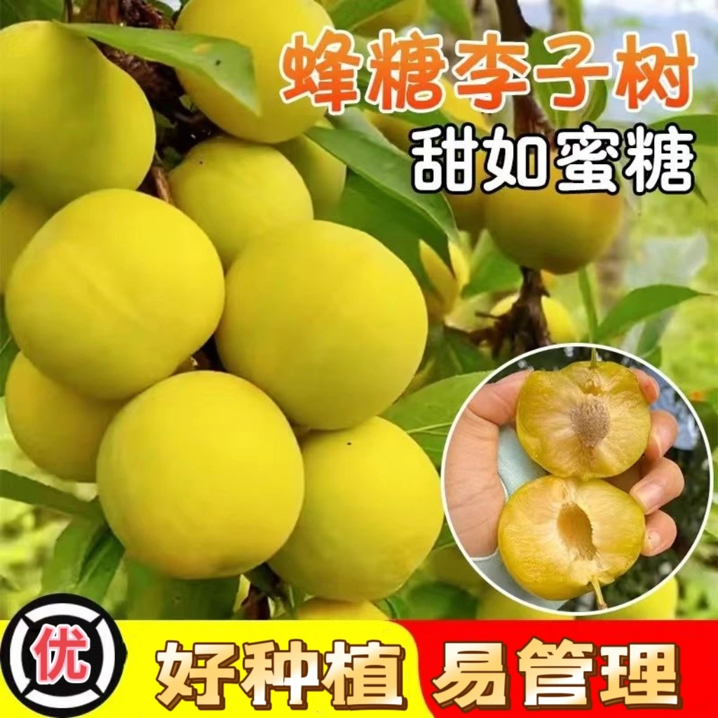 蜂糖李子树苗恐龙蛋盆栽地栽南北方均可种植