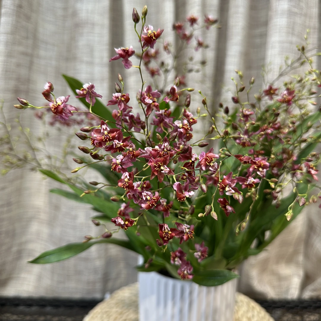 梦香兰满堂红（90-100杯）