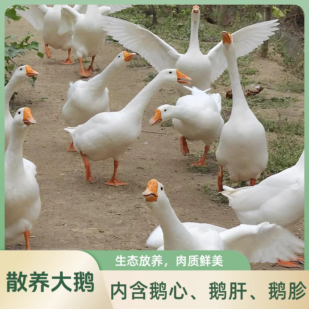 【小梅花专属】东北散养大鹅半净膛内含鹅心鹅肝鹅胗 京东/顺丰包邮