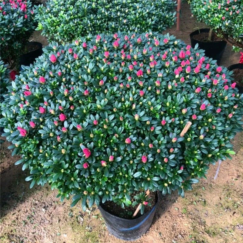 精品红杜鹃四季开花带花苞室内外地栽盆栽花卉木本植物吸甲醛