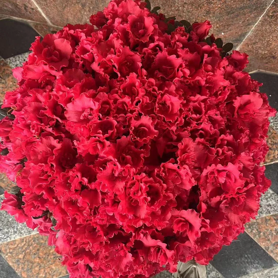 杜鹃花带花苞四季开花室内盆栽庭院地栽好养树苗吸甲醛耐寒木本花