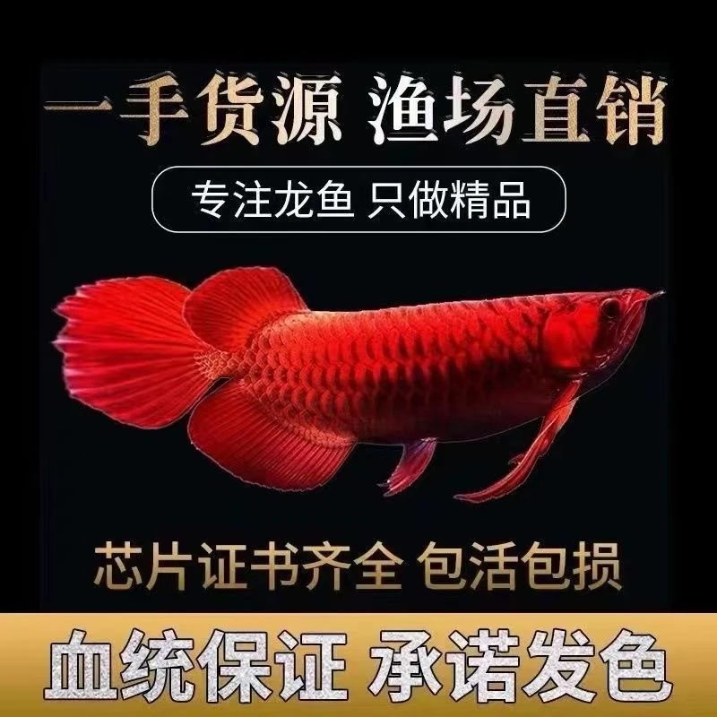 印尼红龙鱼活体超血辣椒红龙鱼纯血过背金龙鱼活鱼观赏鱼热带鱼苗