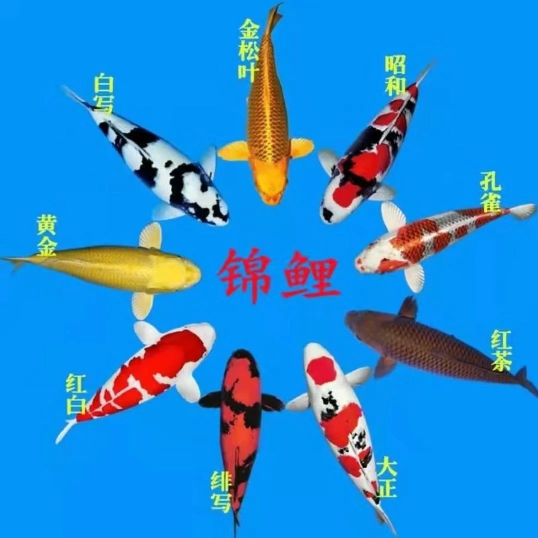 拍下不支持退换货锦鲤