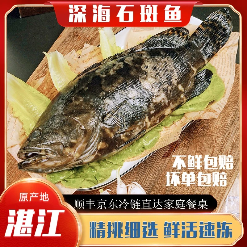 450g-1斤左右一条广东湛江本港直发鲜冻生猛龙胆石斑鱼新