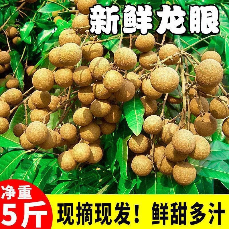 福建正宗龙眼石峡桂圆储良大果新鲜香甜爆汁现摘现发顺丰包邮