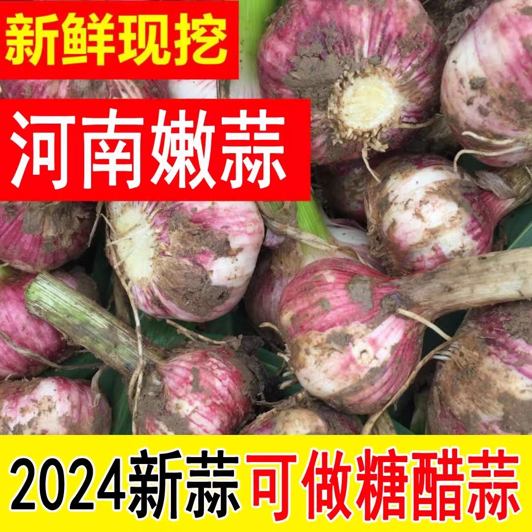 河南2024年现挖鲜蒜头包邮新鲜大蒜紫皮杞县农家自种湿大蒜腌糖蒜