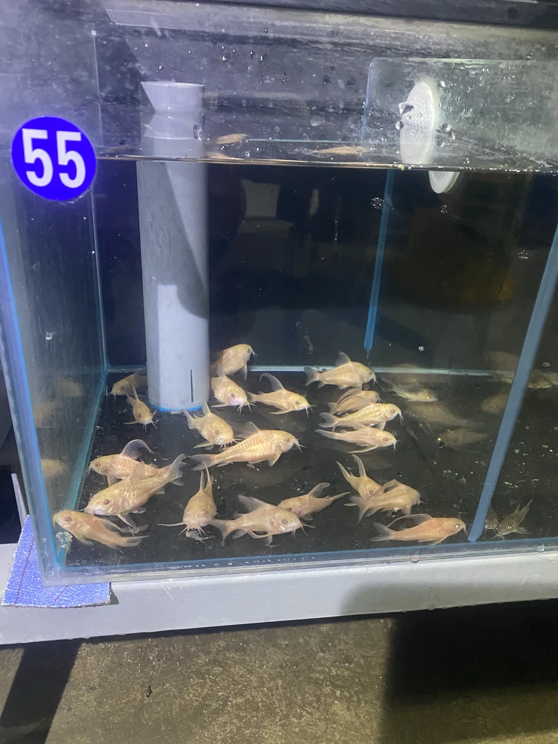 热带观赏鱼除藻鱼底栖鱼鼠鱼工具鱼