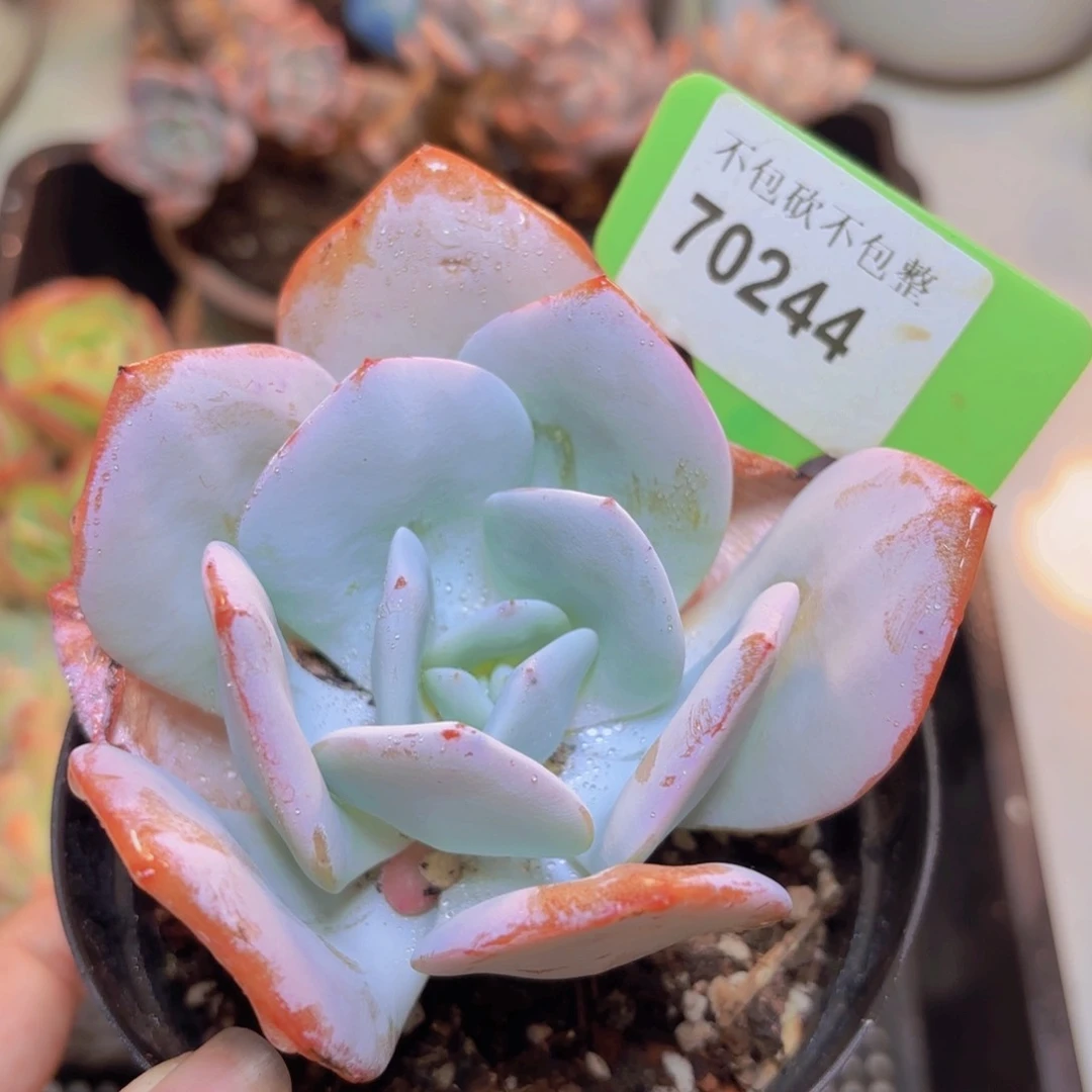 70244（28包邮奶茶个体多肉）