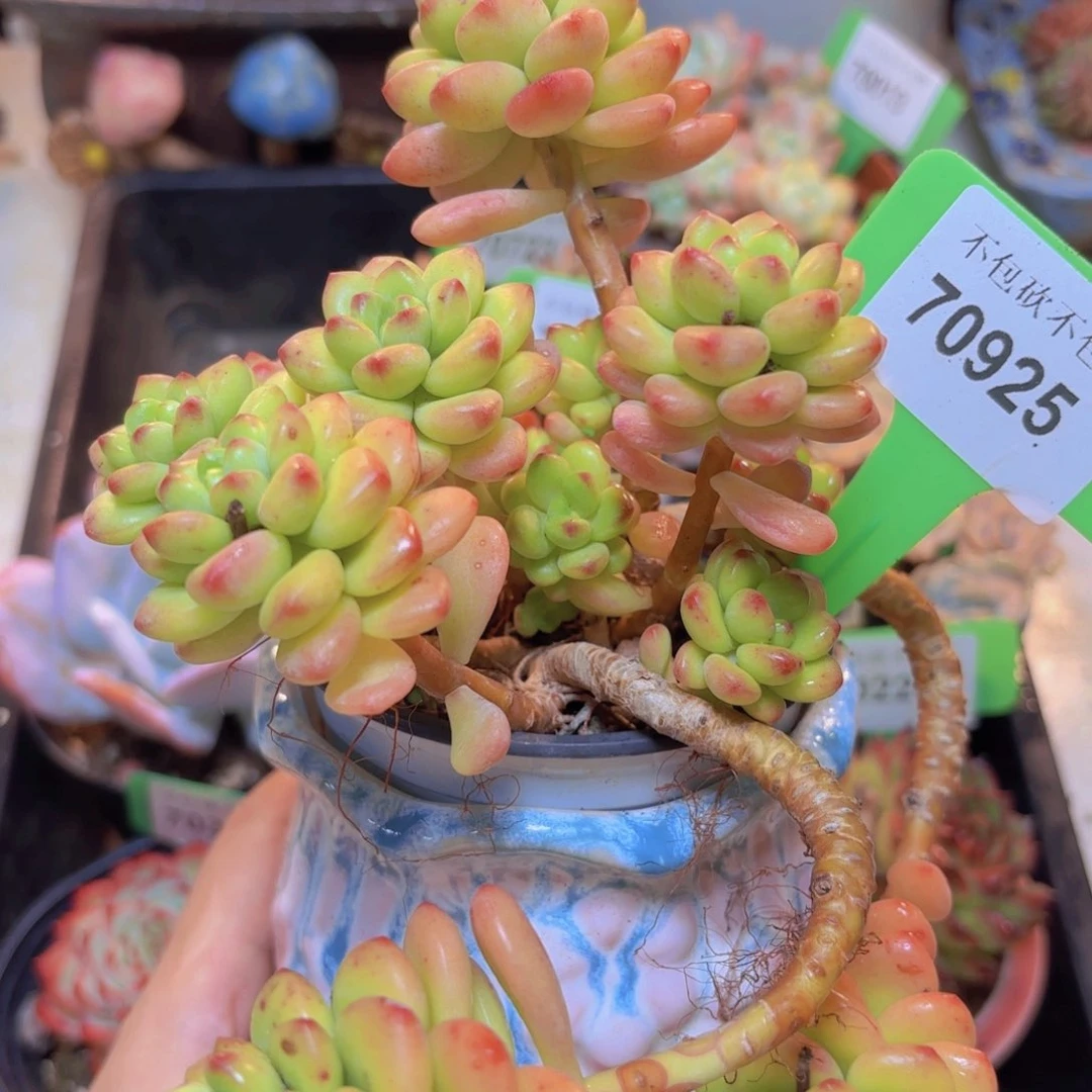 70925（28包邮香格里拉带香味）