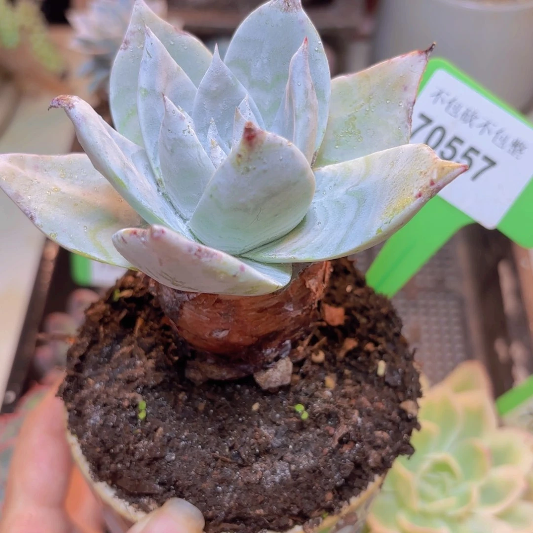 70557（28包邮粗腿）多肉