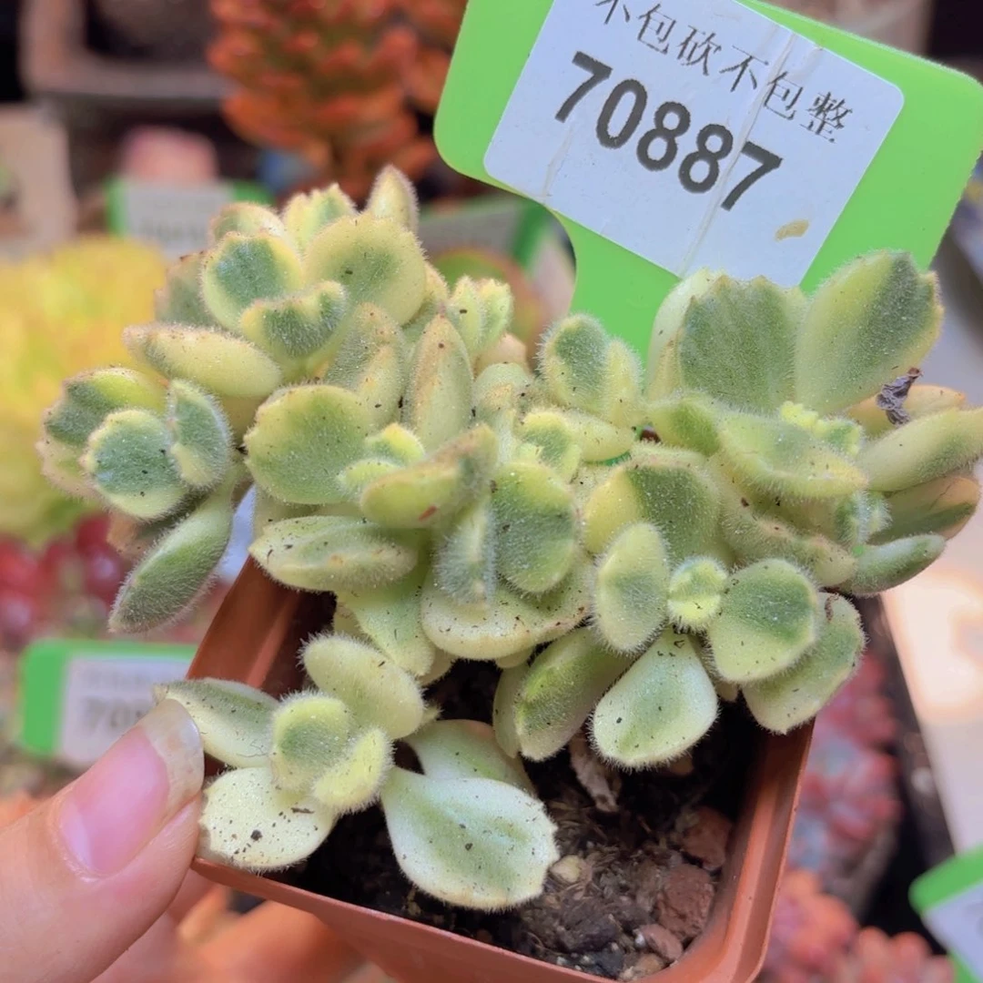 70887（28包邮白熊）