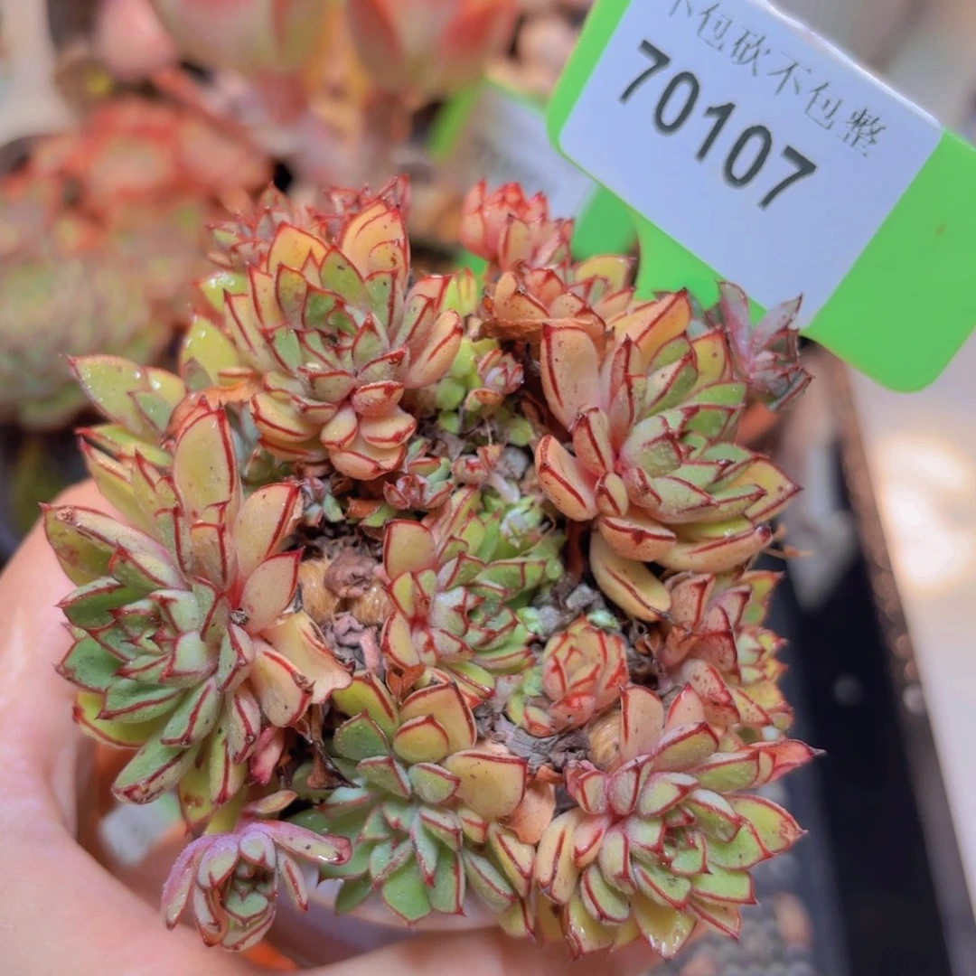 70107（28包邮灰姑娘）