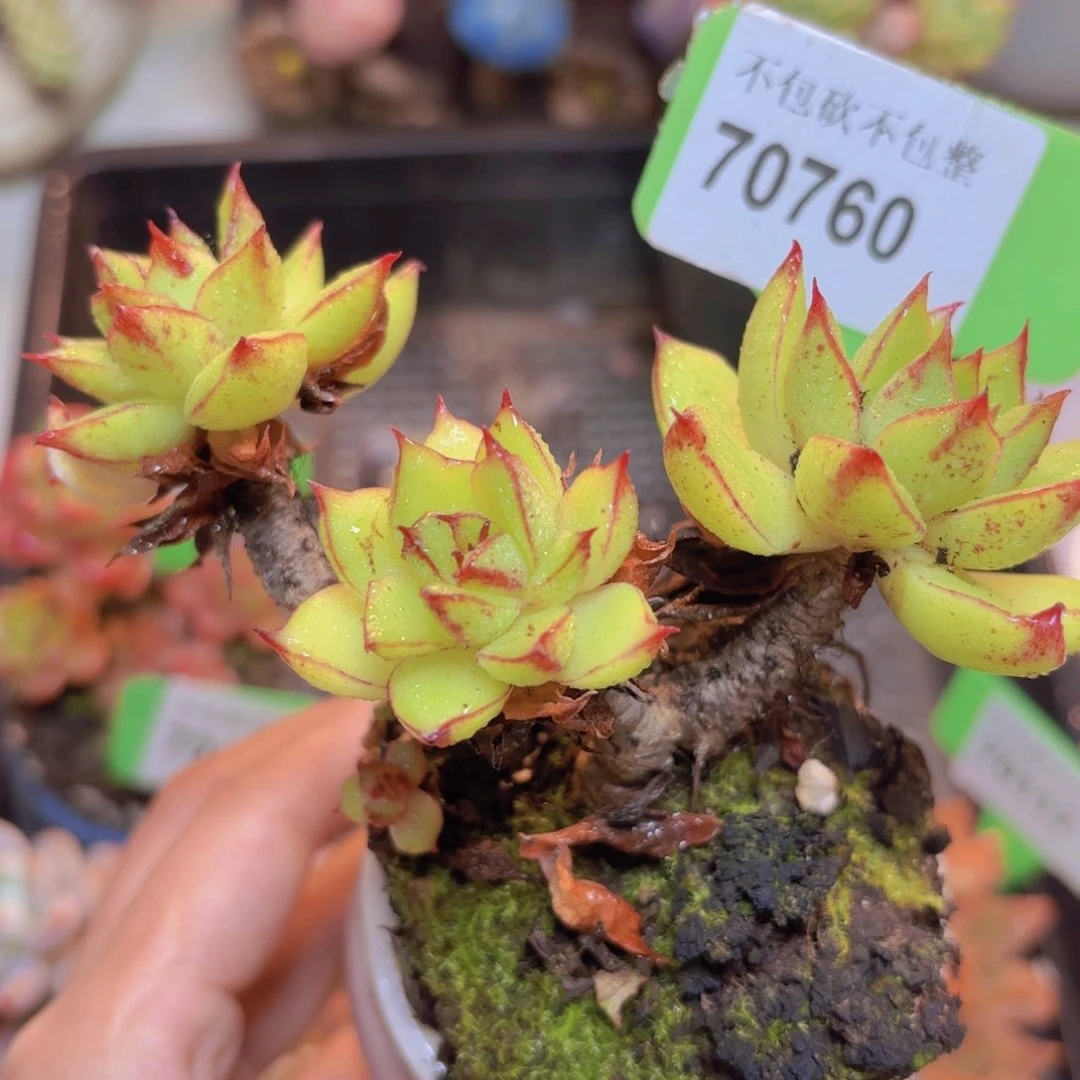 70760（28包邮黄金雨）