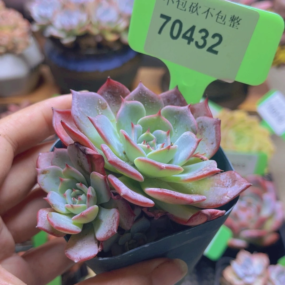 70432（28包邮劳伦斯）