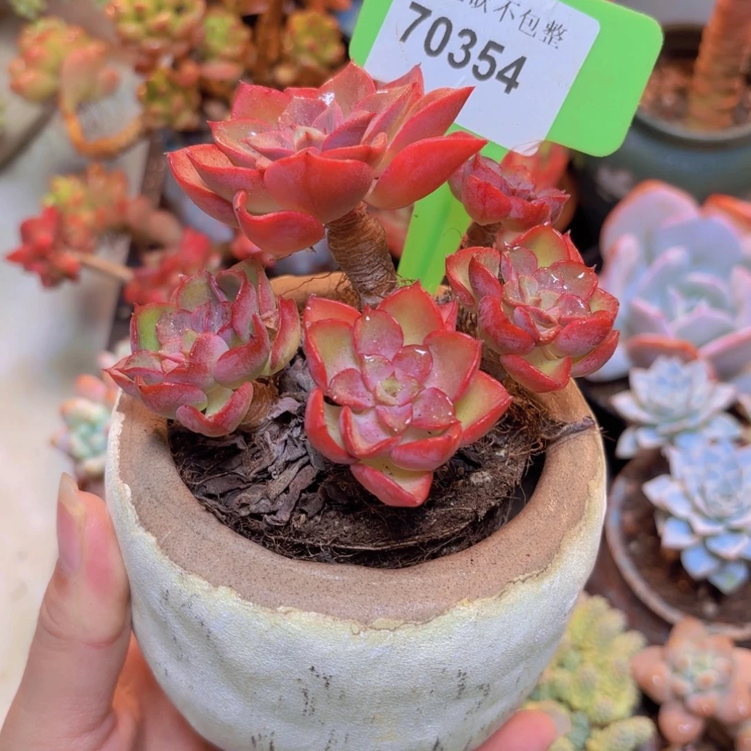 70354（28包邮高贵精控）