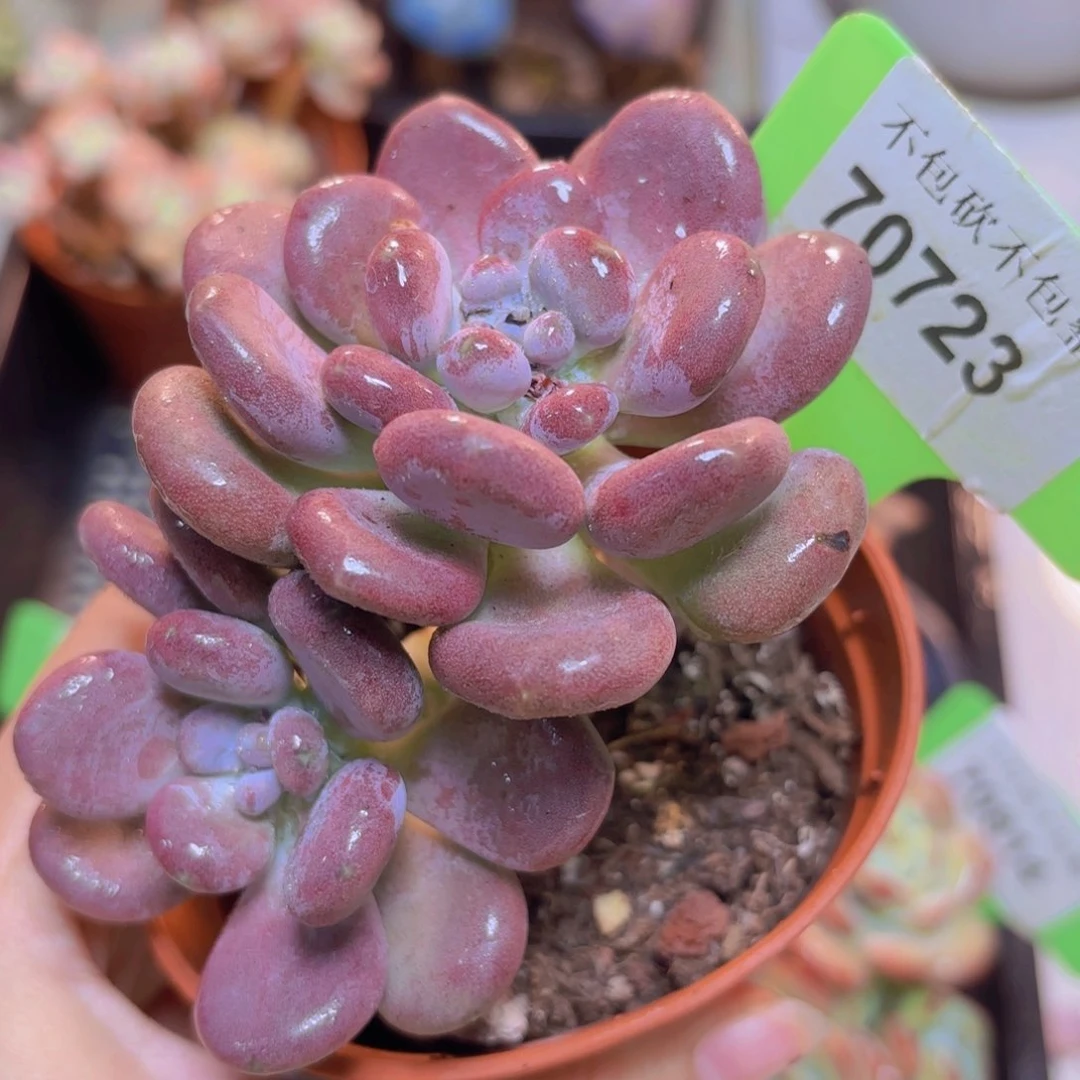 70723（28包邮桃美人）