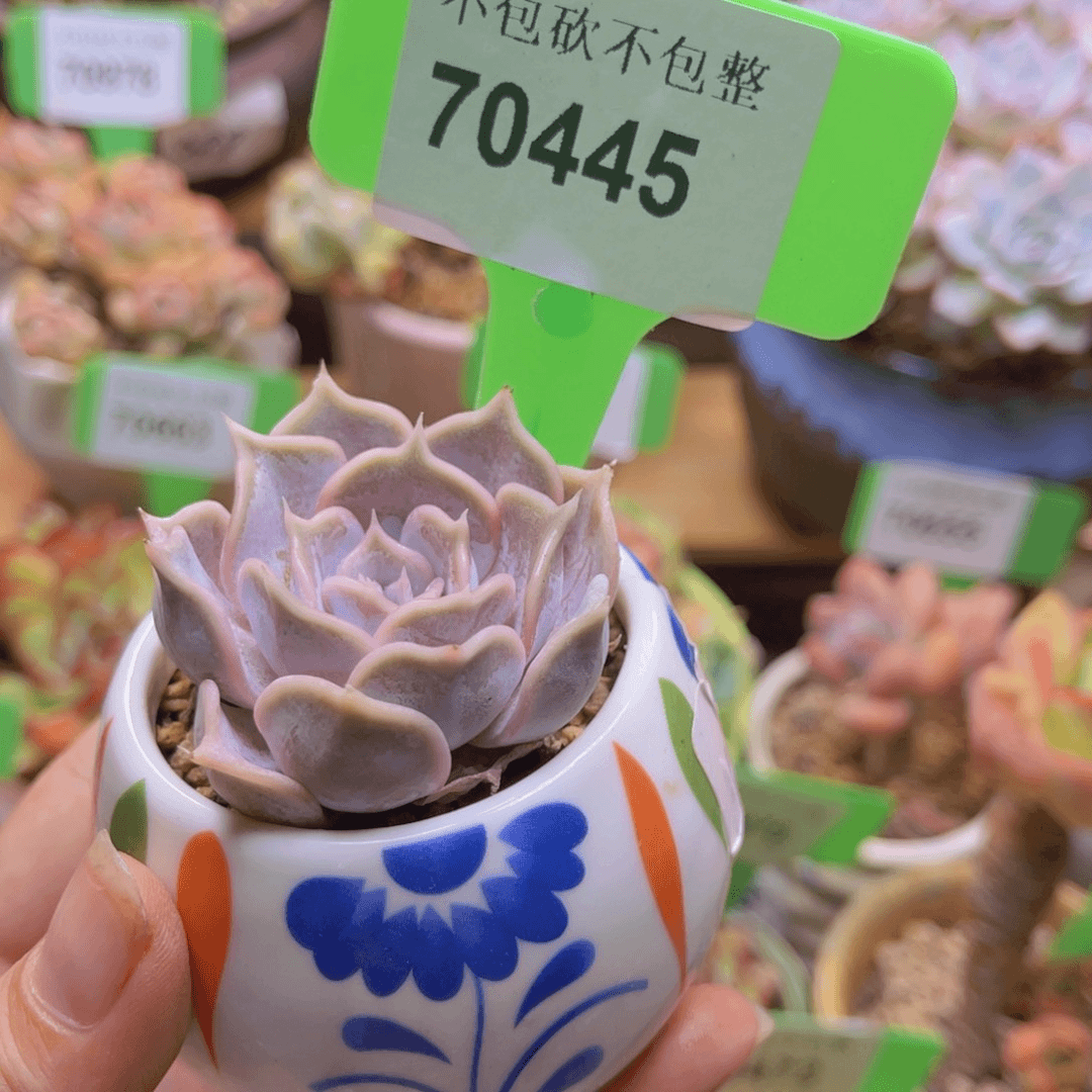 70445（28包邮带盆）