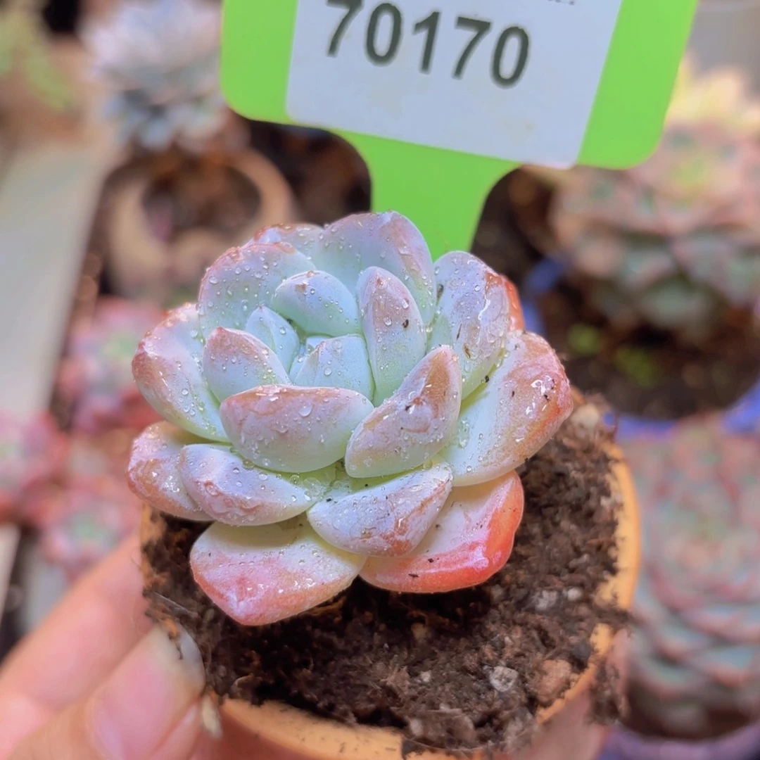 70170（28包邮带陶瓷盆带土）