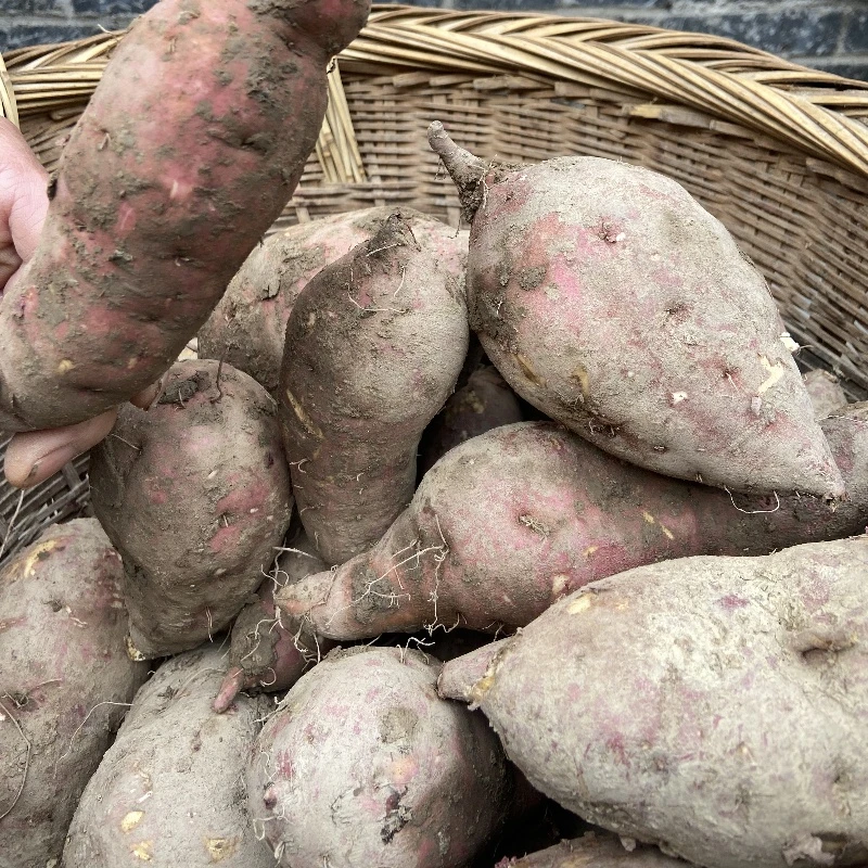 湖北恩施宣恩高山农家老品种红薯粉糯香甜富硒地瓜5斤