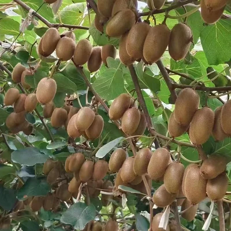 秦岭翠香徐香猕猴桃 新鲜 孕妇水果 应季整箱 大果子 绿心 奇异果