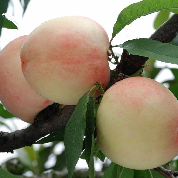 【现采现摘】台创园李庄村新鲜正宗脆甜冬桃精品特大果