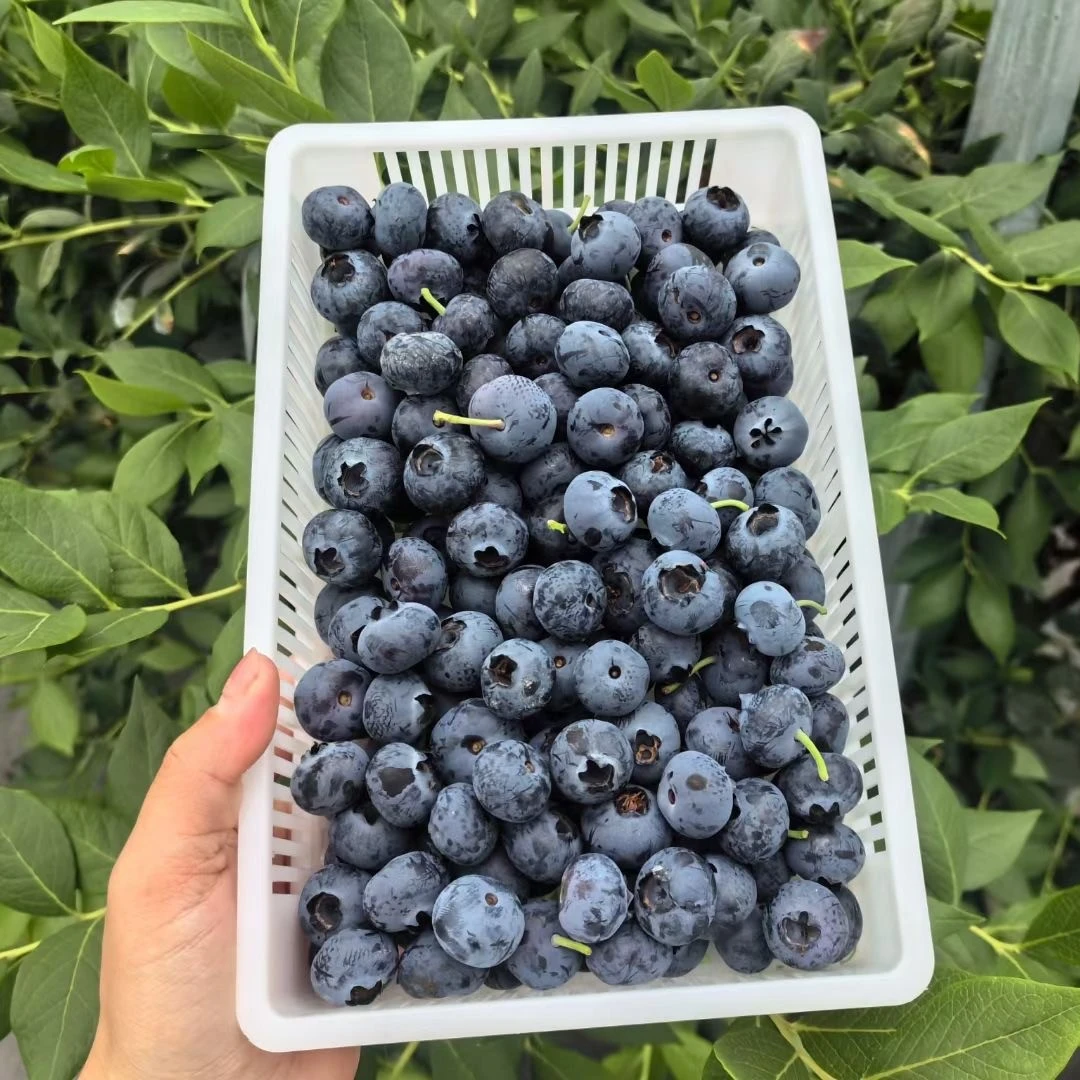 【蓝莓特大果】14mm+李庄蓝莓新鲜采摘精选大果顺丰包邮