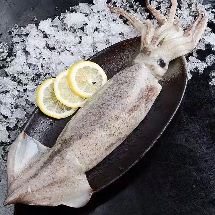 海捕大鱿鱼鲜活冷冻爽口新鲜鱿鱼乌贼烧烤食材鲜美冷链速冻码头