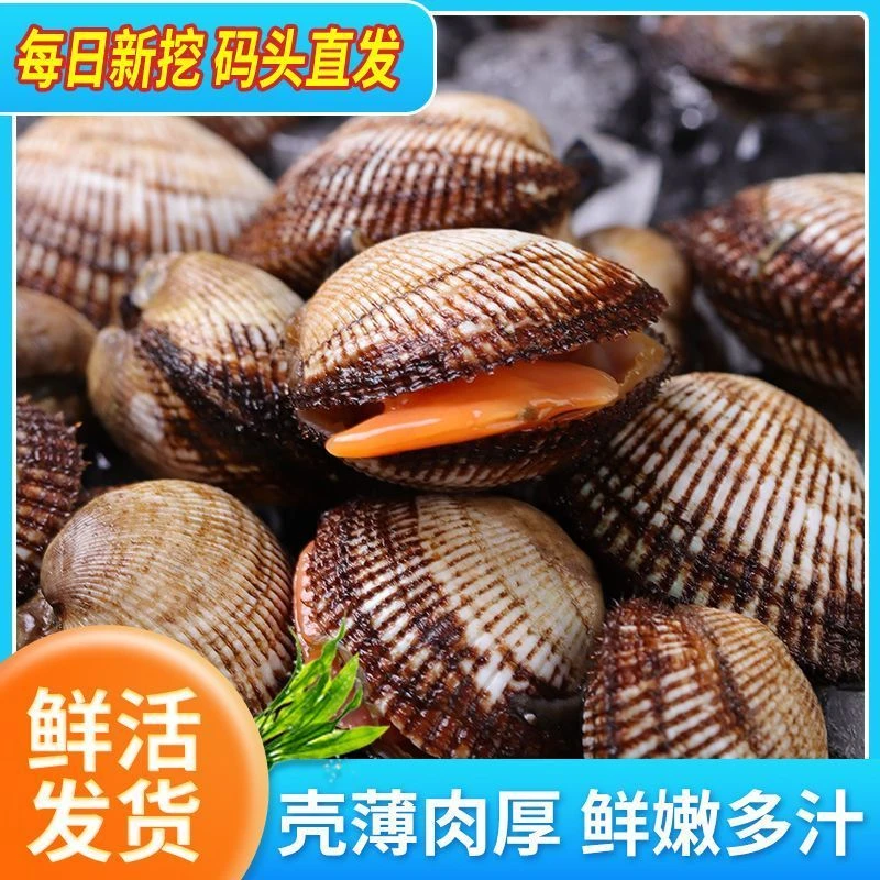 （活发）新鲜水产毛蛤血蛤蛤蜊无沙鲜活生鲜贝类海鲜批发赤贝