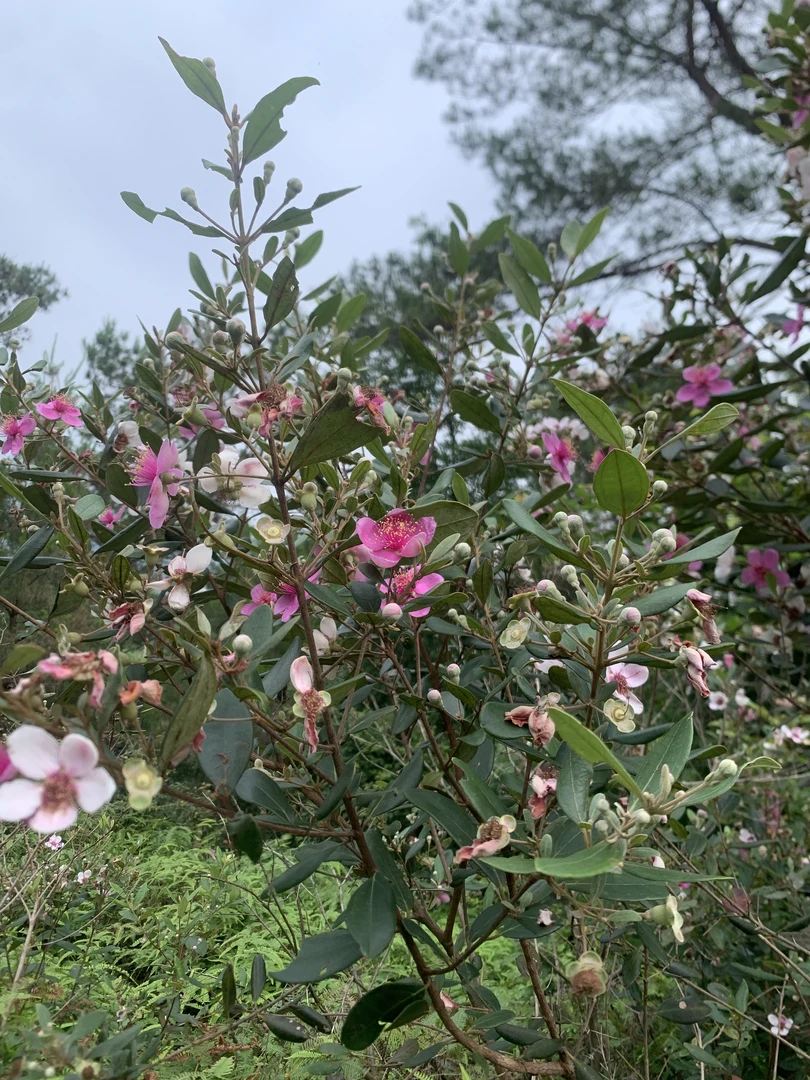 桃金娘 适用盆栽 庭院种植