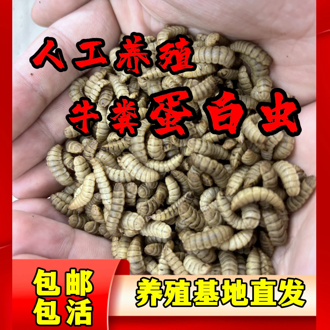 钓鱼虫鲶鱼黄辣丁罗飞鳊鱼红尾鲫鲤草鳊青野钓湖库打窝使用鲜活