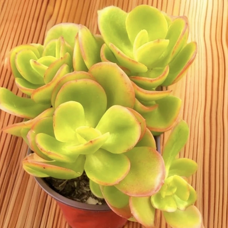 多肉植物红梅双群120