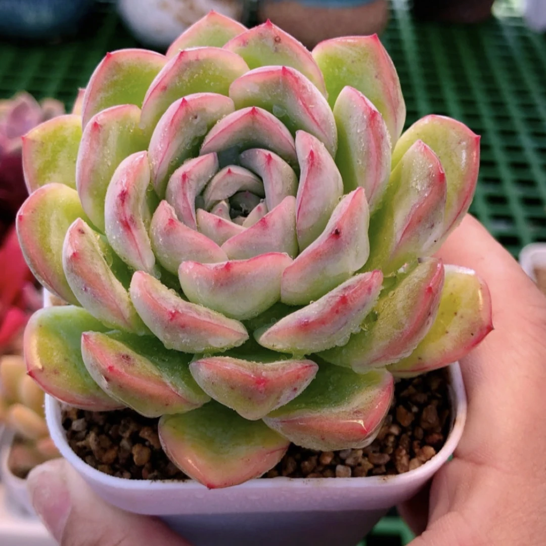 红边月影送盆多肉植物