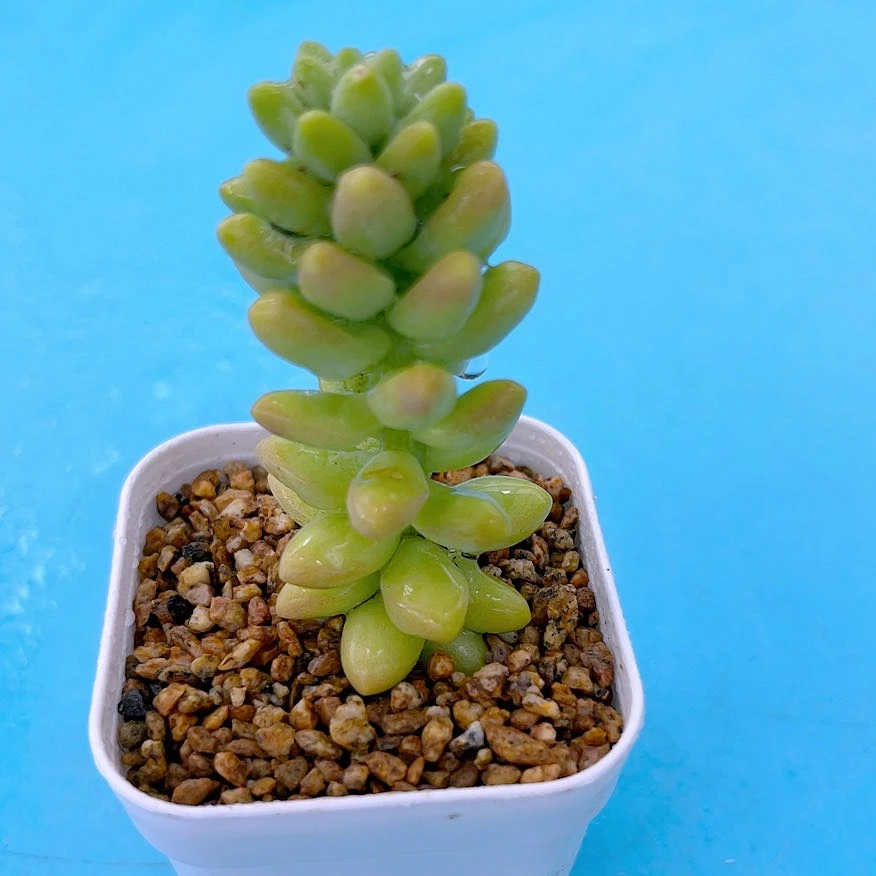 玉坠三颗多肉植物满8.8元包邮