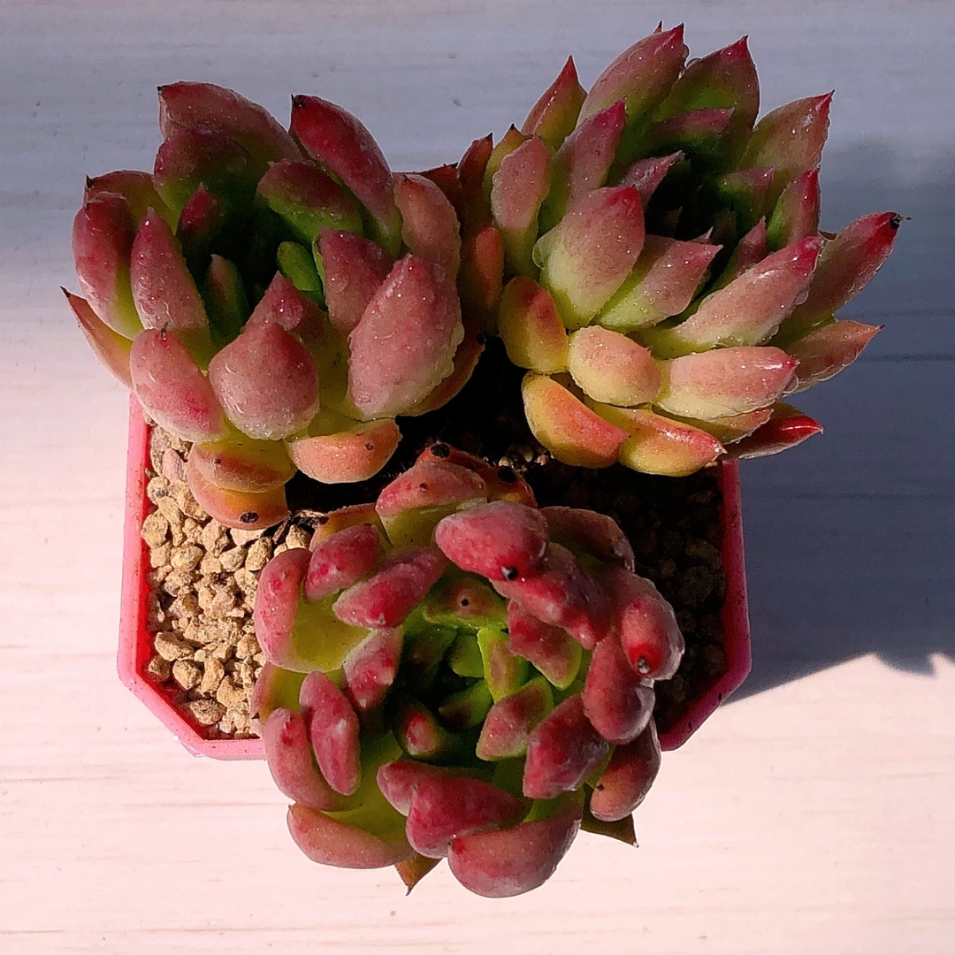 冰心公主3颗多肉植物皮实好养