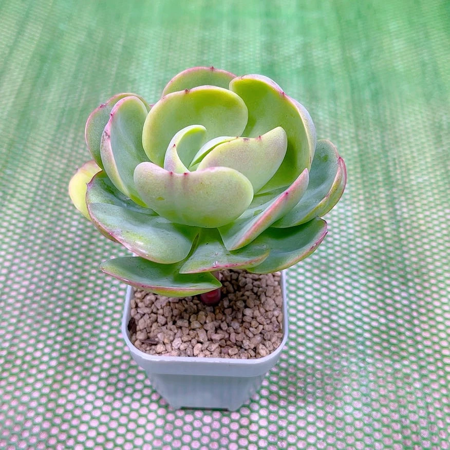 多肉植物物碧桃送盆32