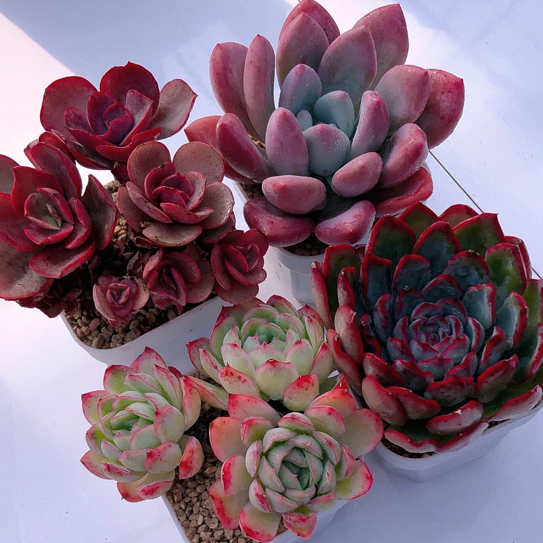 绣妍双奥普琳娜草莓冰双樱桃送盆土多肉植物