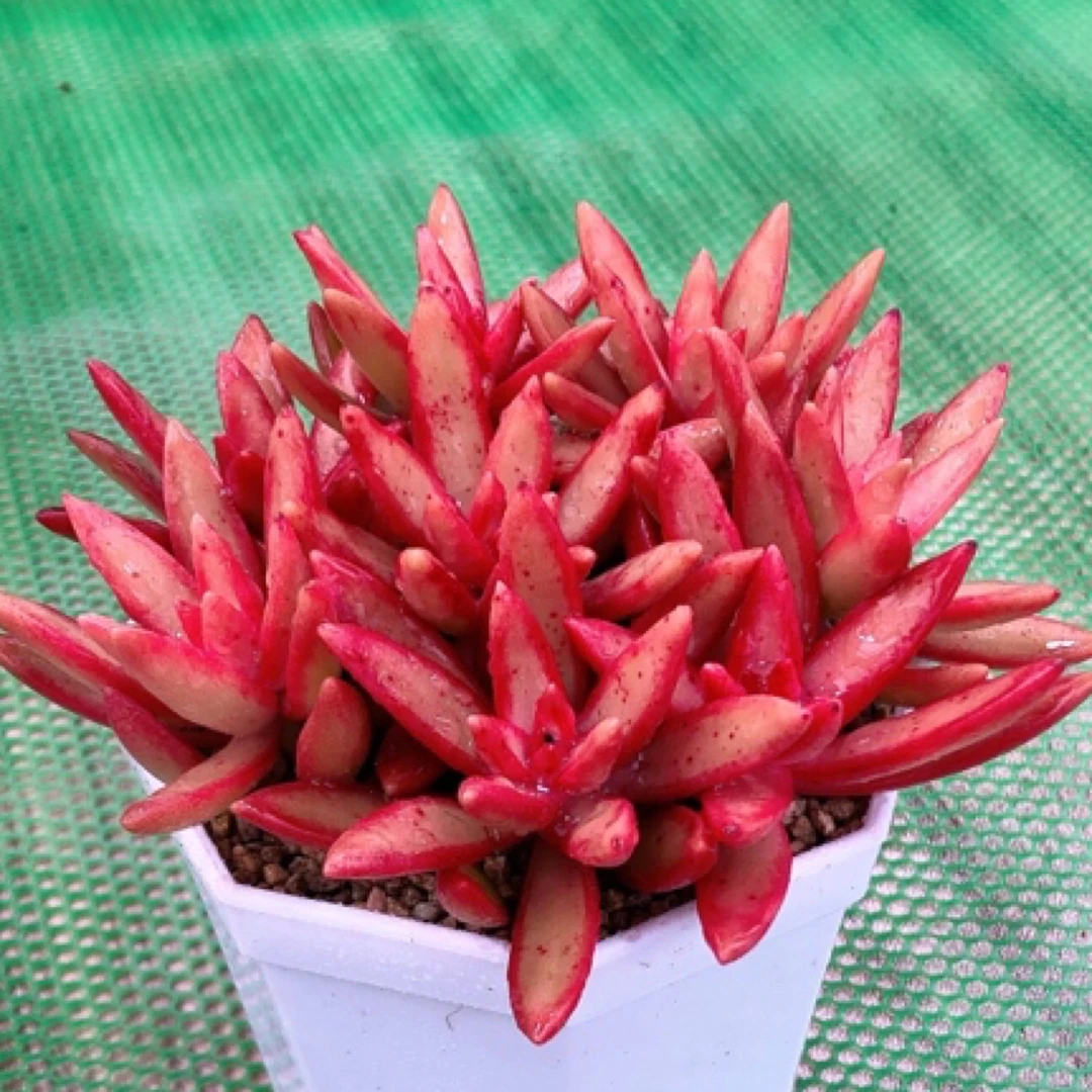 加州落日八颗送盆土多肉植物