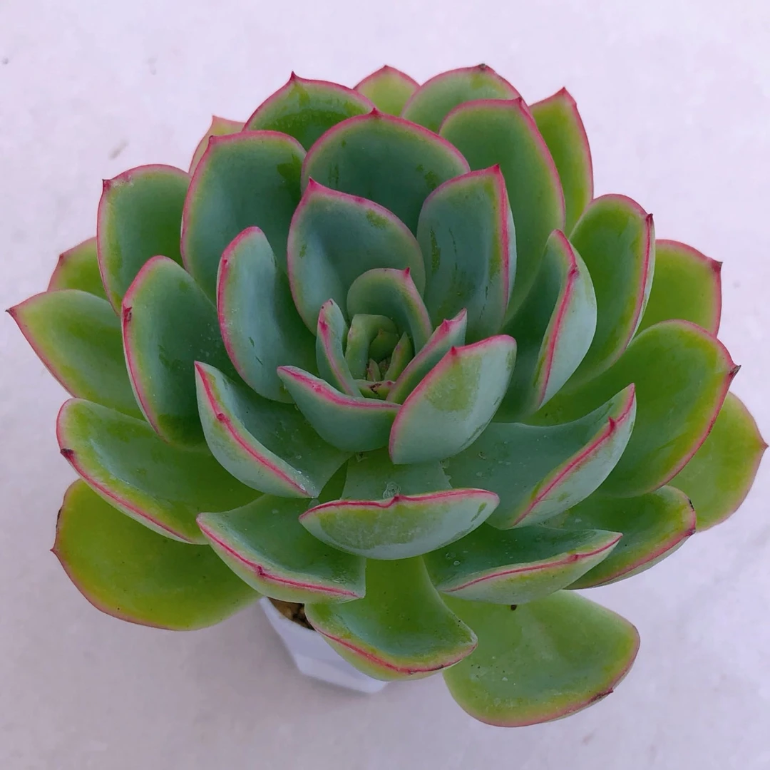 晨露多肉植物皮实好养满8,8元 包邮