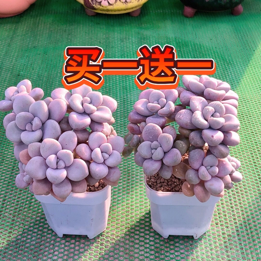买一送一艾伦多肉植物