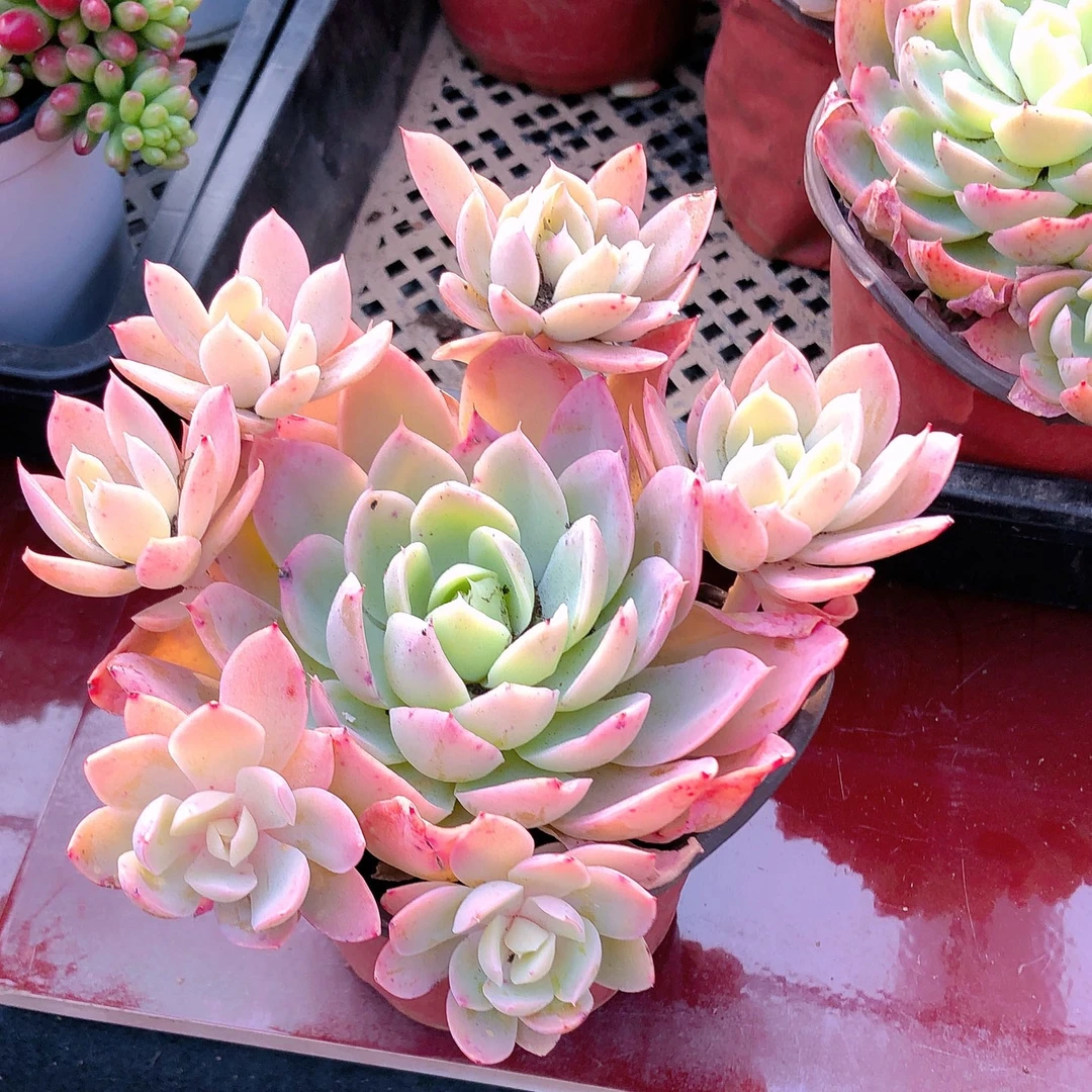 y多肉植物丝绸面纱120云南南新品容易养活