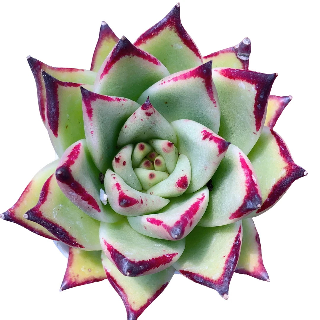 乌木送盆多肉植物好养型