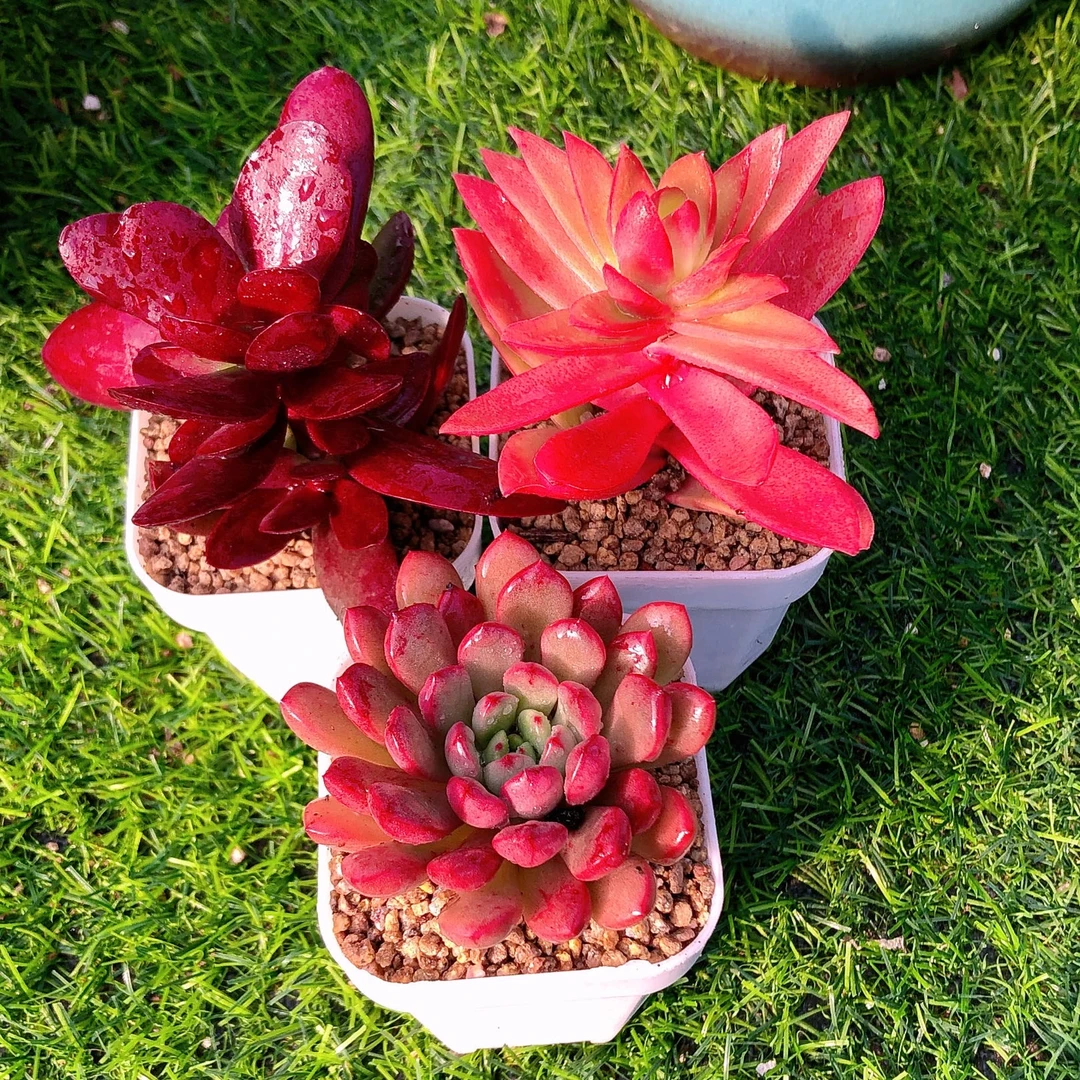 多肉植物紫蝶火季红宝石三颗送盆土32